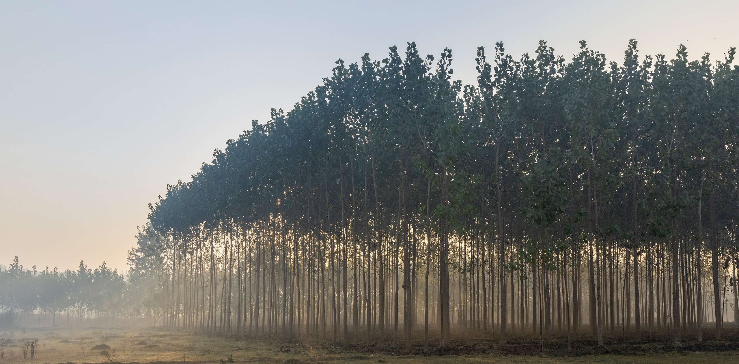 VanWijk-bomen-banner